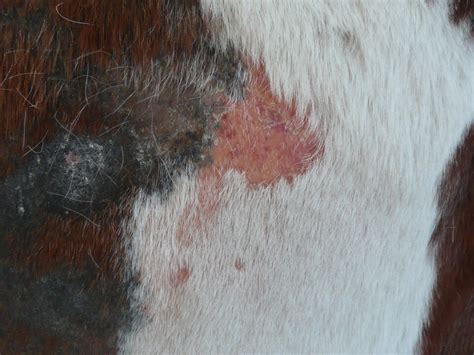 Veterinary Dermatologist Warns Of Risk Of Equine Parasitic Skin Disease