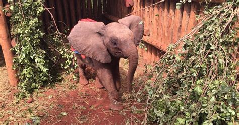 Orphaned Baby Elephant Joins Herd Who Is Just Like Him The Dodo
