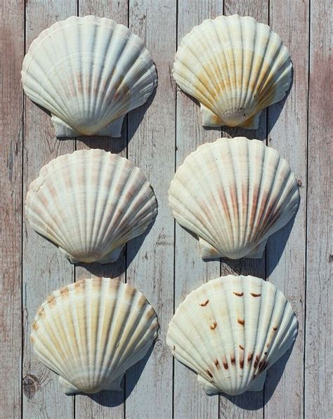 12x Natural Scallop Shells Washed White Clean 100uk Scallop Shell 10 11cm Ebay