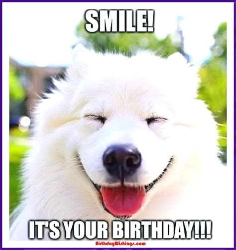 Happy Birthday Meme Animal Happy Birthday Memes