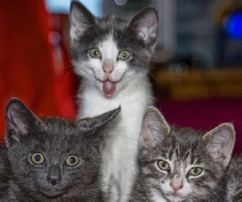 16 Hilarious Pictures Of Cats Making Weird Faces We Love