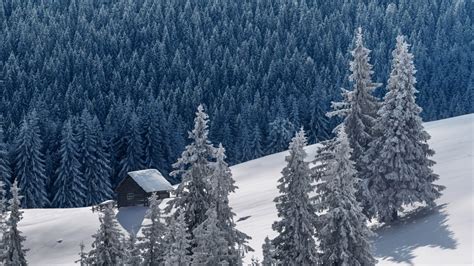Winter Mountain Landscape With Hut Among Snowy Trees Carpathians