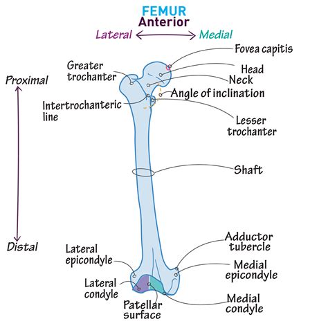 Gross Anatomy Glossary Lower Extremity Femur Ditki Medical