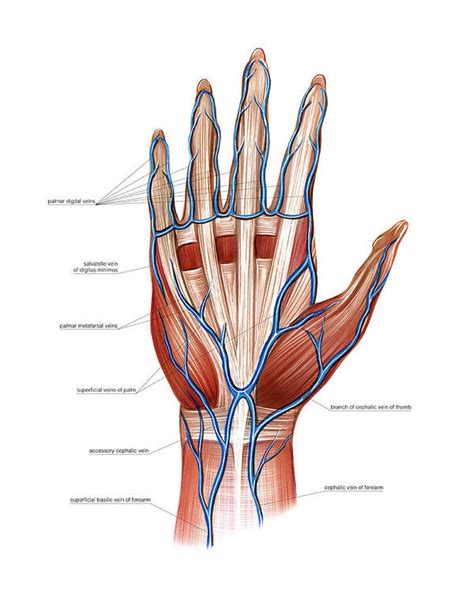 Venous System Of The Hand Art Print By Asklepios Medical Atlas