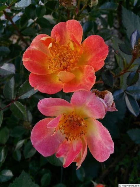 Proven winners oso easy® cherry pie, paprika & fragrant spreader as a beautiful border of color 'Oso Easy Paprika' Rose Photo | Rose photos, Rose, Photo
