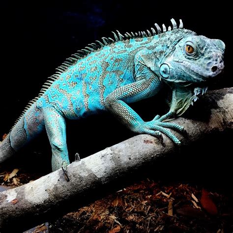 Blue Chameleon Standing Tree Branch Iguana Reptile Nature Lizard