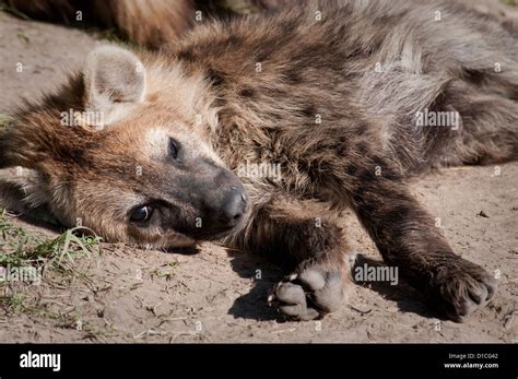 Young Spotted Hyena Lying Down Stock Photo Alamy