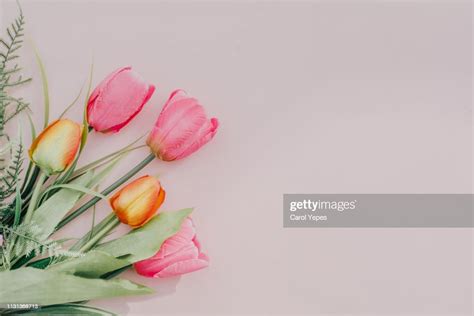 Flat Lay Tulips In Pink Background High Res Stock Photo Getty Images