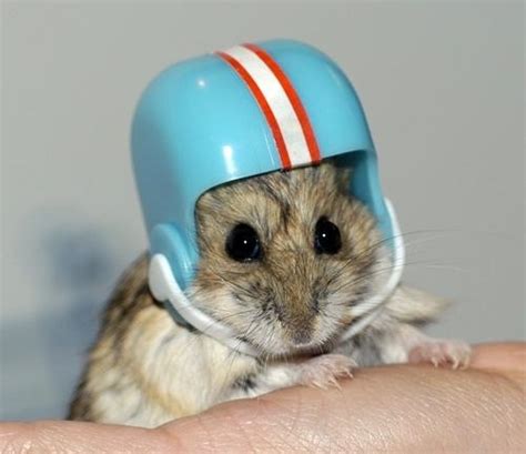 Football Playing Hamster Cute Hamsters Funny Hamsters Cute Animals