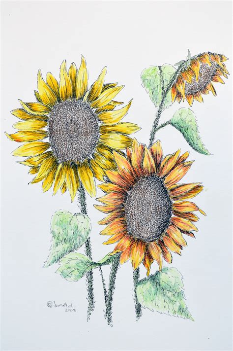 Pen And Ink Watercolor Sunflowers Janet Jacques