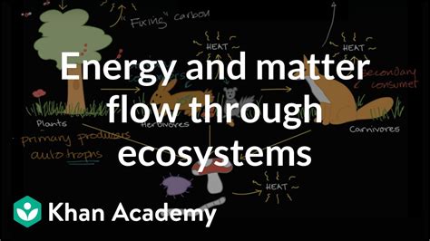 Energy Flow Through An Ecosystem Worksheet Chart Sheet Gallery