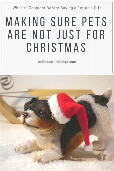 Making Sure Pets Are Not Just For Christmas Callistas Ramblings