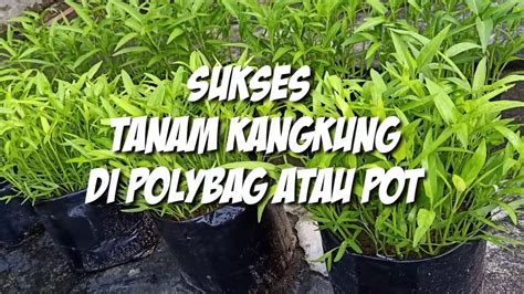 Sukses Tanam Kangkung Cepat Panen Di Polybag Atau Pot Youtube