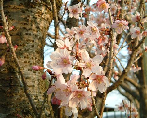 桜咲く