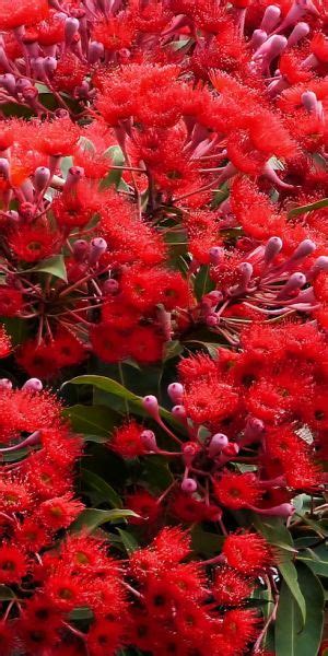 It generally takes a long time before the tree can boast of a. Red Flowering Gum Tree ** This is a stunningly beautiful ...