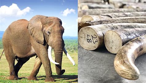 Elephant Ivory World Animal News