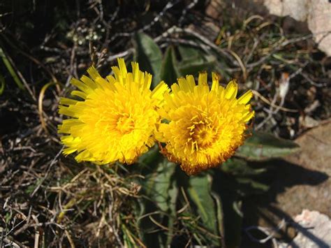 Cat ear problems can change the way a cat behaves. Hypochaeris maculata - Spotted Cat's-ear (Asteraceae Images)