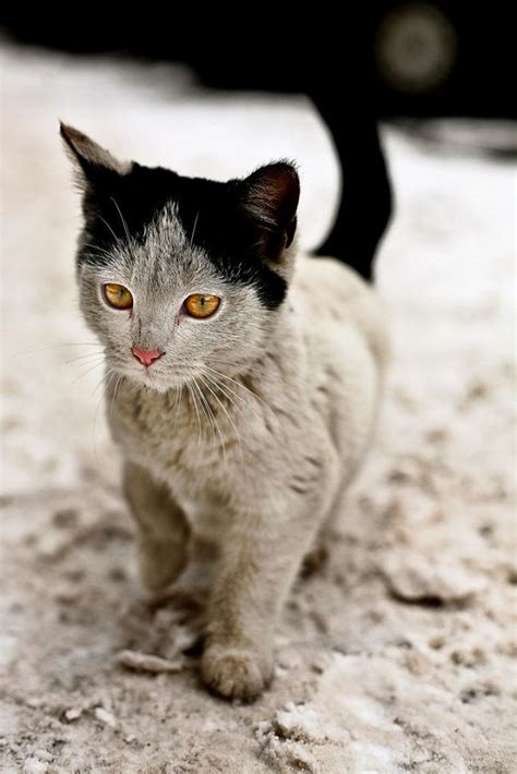22 Cats That Have The Most Unique Fur Patterns In The World