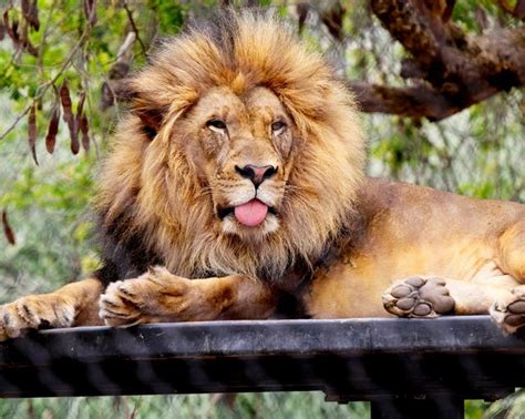 Lion At The San Diego Zoo Photo Of The Day San Diego Ca Patch