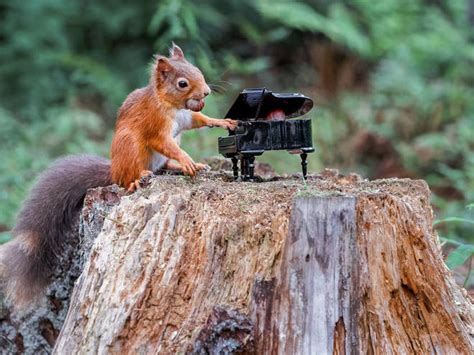 Red Squirrel Caught ‘playing A Grand Piano In Scottish Forest Classic Fm