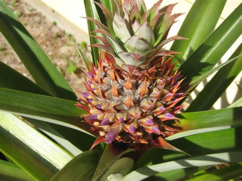 Pineapple Flowers Tropical Looking Plants Other Than Palms Palmtalk