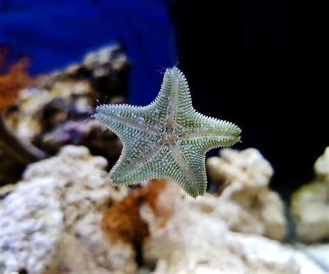The 7 Types Of Starfish