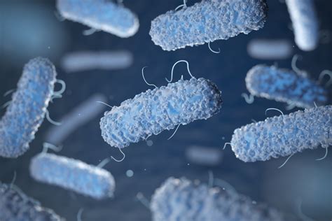 Here's what you need to know about the bacteria, and what happens if you get it. Multi-country cluster of Listeria monocytogenes ST1247 in ...