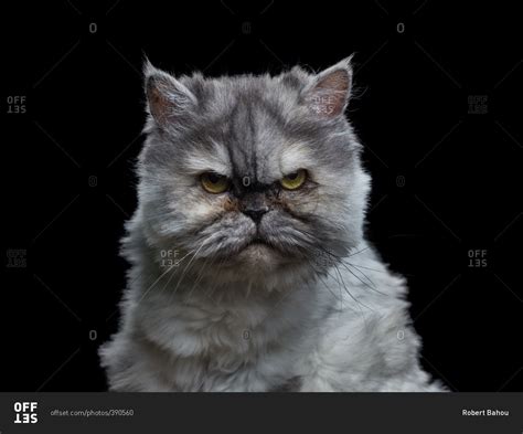 Portrait Of An Angry Persian Cat Stock Photo OFFSET