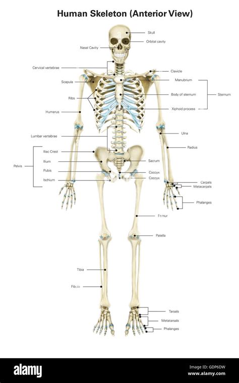 Anterior View Of Human Skeletal System With Labels Stock Photo Alamy