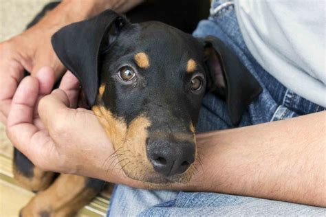 ¿cómo Y Dónde Adoptar Un Perro En Zaragoza Fundación Affinity