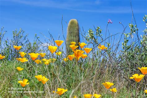 2023 Arizona Spring Wildflower Hike At Sidewinder Trail On Behance