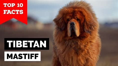 Tibetan Mastiff Top 10 Facts Youtube