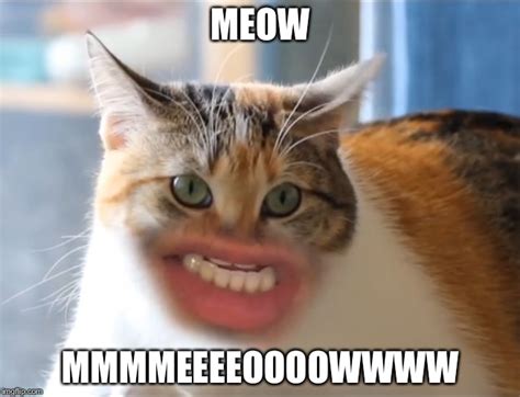 Meow Funny Cat Meme