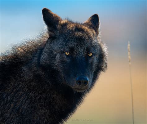 Lobo And Wolf Photography Wildlife Photography Coaching By Tin Man Lee