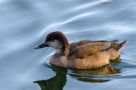 Birds Freshwater Gecphotography