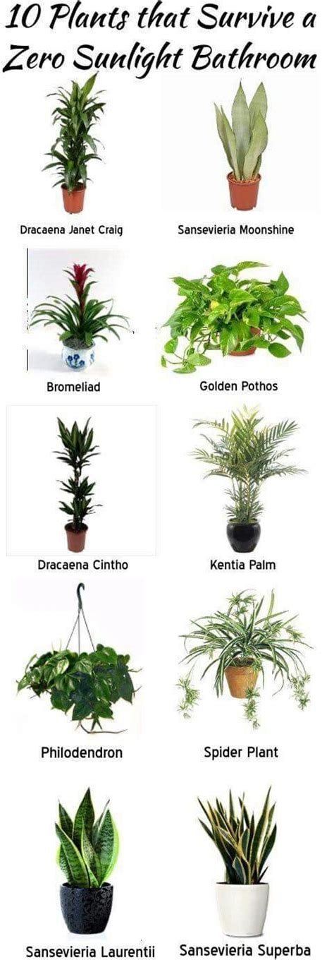 Best Office Plant No Sunlight Plants Bathroom Plants Inside Plants