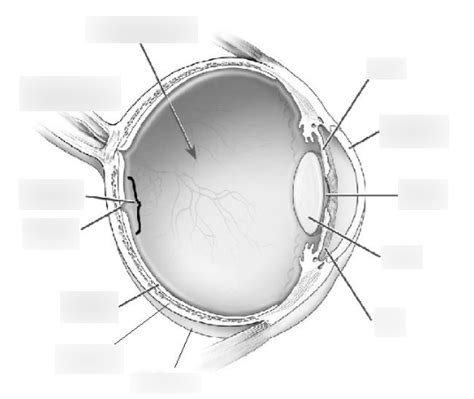 Anatomy Of The Eye Diagram Quizlet