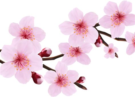 Download Hd Cherry Blossom Clipart File Cherry Blossom Transparent