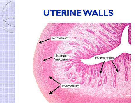 Ppt Female Reproductive System Powerpoint Presentation Free Download Id2362035