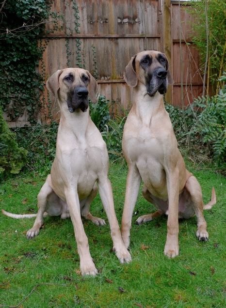 Great Danes 2 A Z Animals