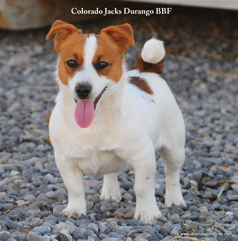 If not you will find two main approaches concerning the jack russell that is over a year or two. Shorty Jack Russell Terrier of Colorado. Shortie Jack ...
