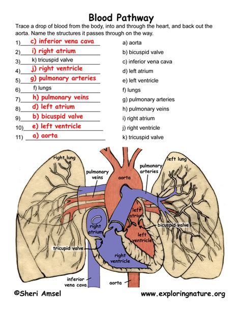 Pulmonary Circulation Through Heart And Lungs Advanced