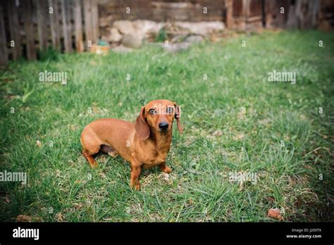 Dachshund Dog In Outdoor Beautiful Dachshund Standing On The Green