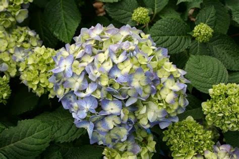 Because of my own mixed success with columbines, i decided for this article, to add the. The Flower Bin: Growing hydrangea's in Colorado