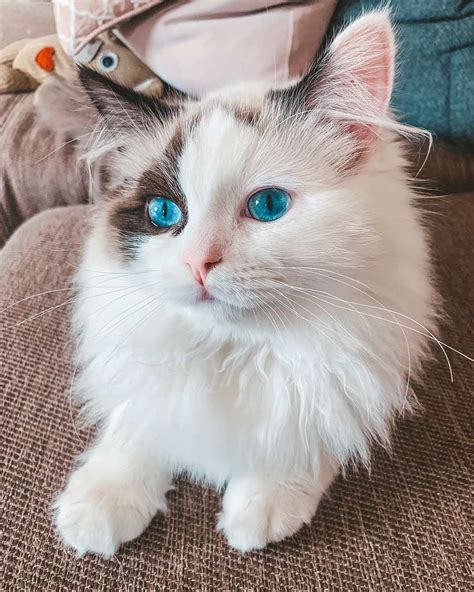 The Enigmatic Allure Of Blue Eyes In Ragdoll Cats