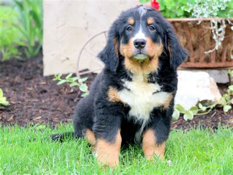 Get healthy pups from responsible and professional breeders at puppyspot. Hope | Bernese Mountain Dog Puppy For Sale | Keystone Puppies