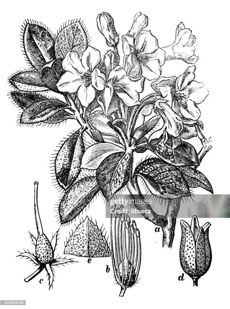 Botany Plants Antique Engraving Illustration Rhododendron Hirsutum High Res Vector Graphic