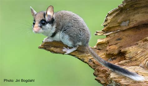 In Search Of The Garden Dormouse In Germany Discover The Mammals Of