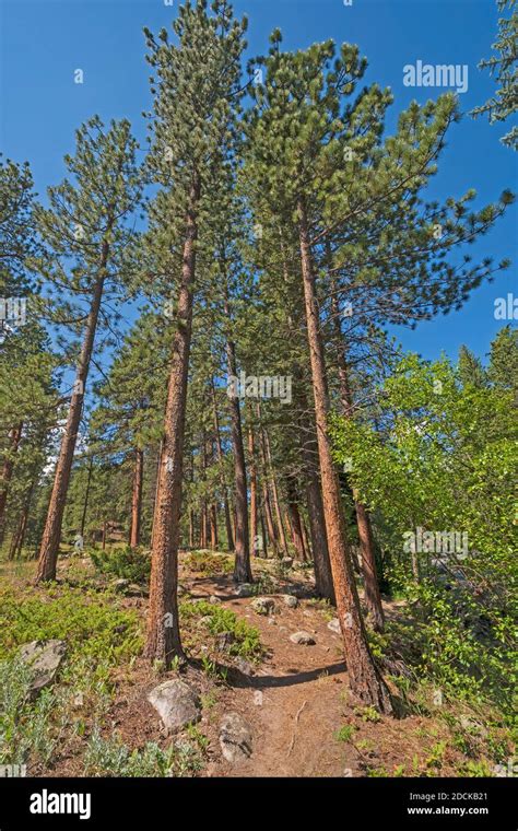 Tall Pines Hi Res Stock Photography And Images Alamy