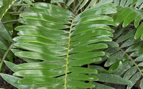 Zamia floridana common name coontie palm. Coontie Palm | Hickory Creek Nursery
